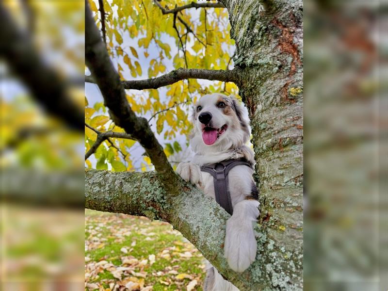 Verkaufe Reinrassige Border Collie Welpen