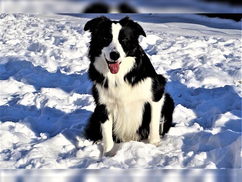 Verkaufe Reinrassige Border Collie Welpen