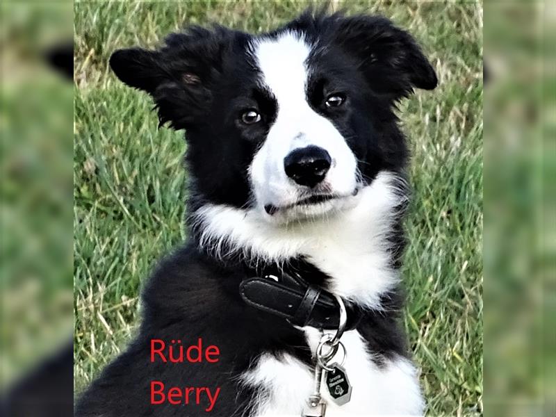 Verkaufe Reinrassige Border Collie Welpen