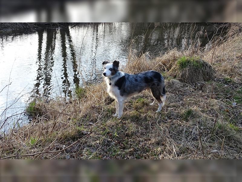 Verkaufe Reinrassige Border Collie Welpen