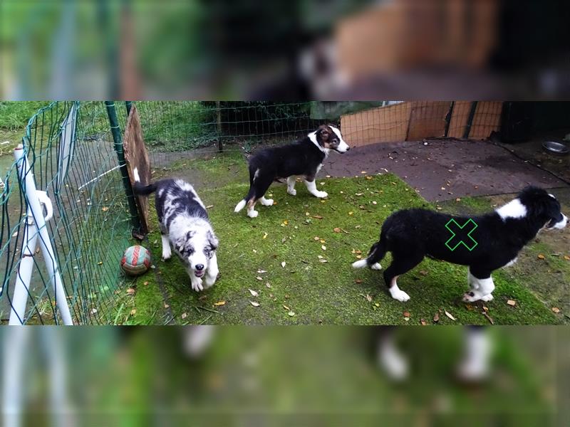 Verkaufe Reinrassige Border Collie Welpen