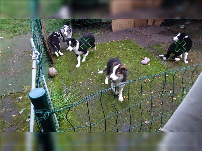 Verkaufe Reinrassige Border Collie Welpen