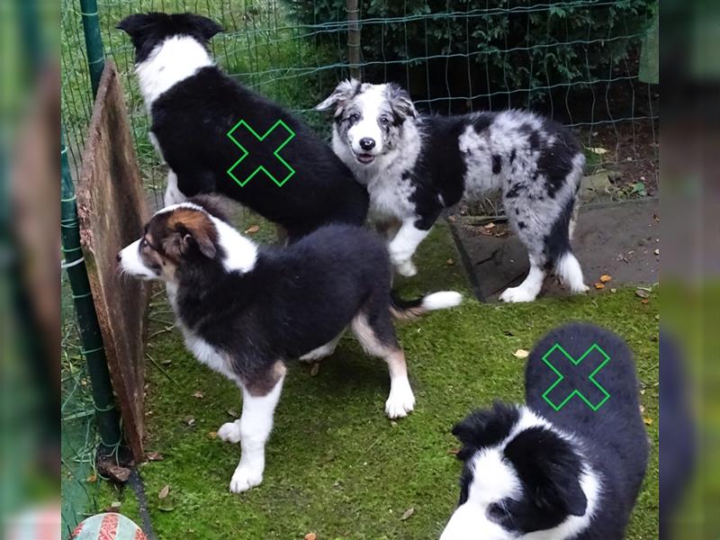 Verkaufe Reinrassige Border Collie Welpen