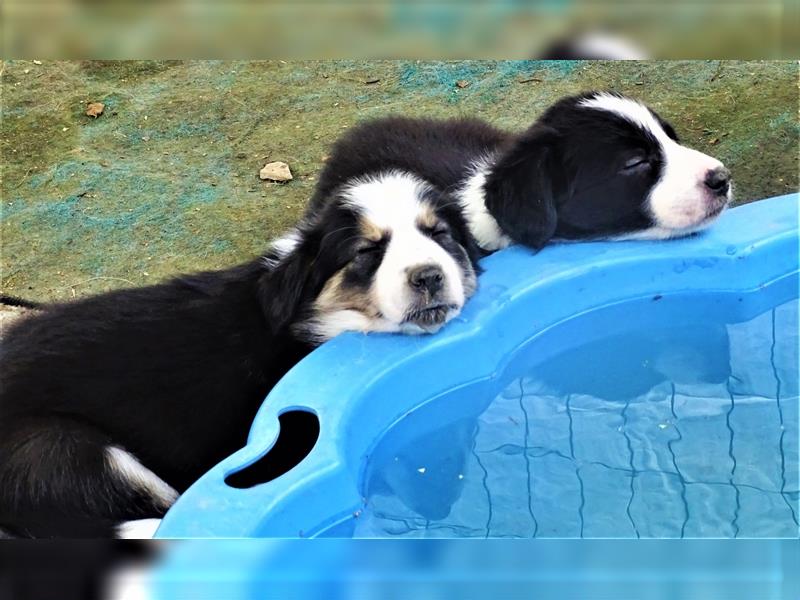 Verkaufe Reinrassige Border Collie Welpen