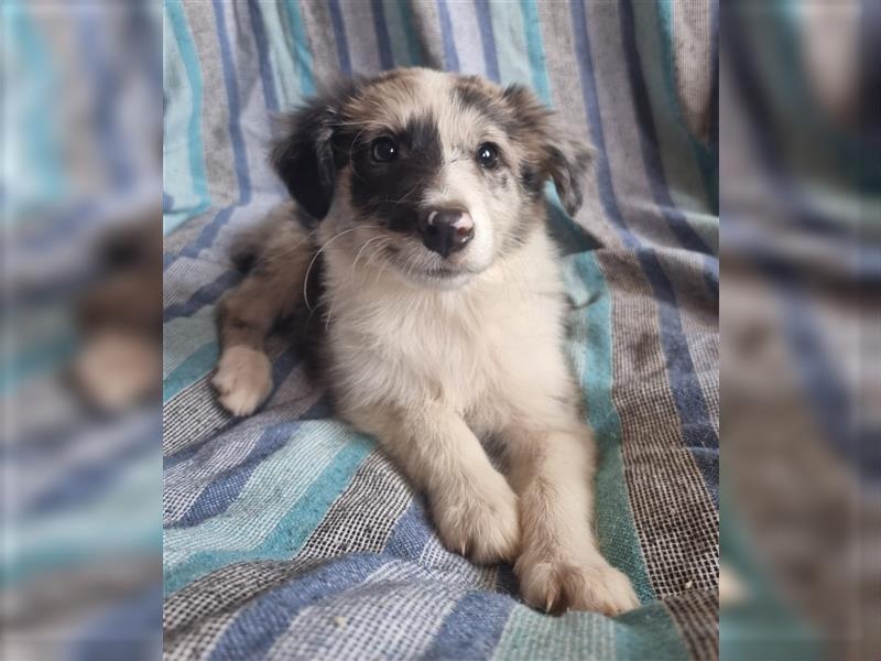 Hübsche ,kinderliebe und verspielte Border Collie x Collie Welpen