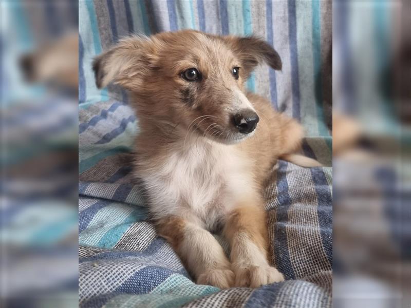 Hübsche ,kinderliebe und verspielte Border Collie x Collie Welpen