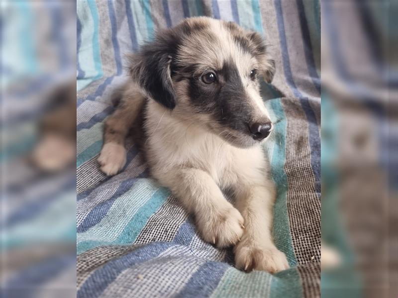 Hübsche ,kinderliebe und verspielte Border Collie x Collie Welpen