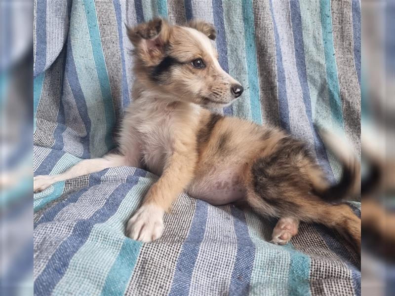 Hübsche ,kinderliebe und verspielte Border Collie x Collie Welpen