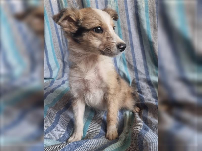 Hübsche ,kinderliebe und verspielte Border Collie x Collie Welpen