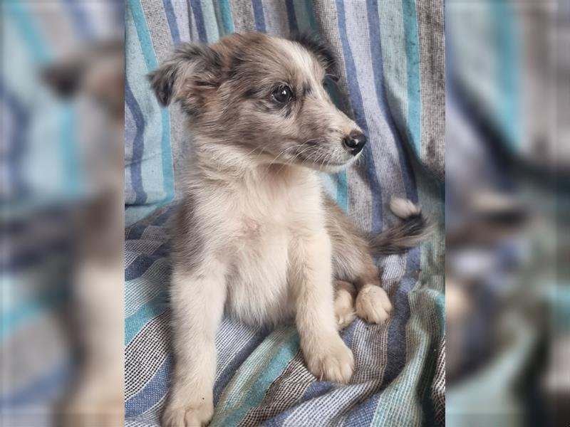 Hübsche ,kinderliebe und verspielte Border Collie x Collie Welpen