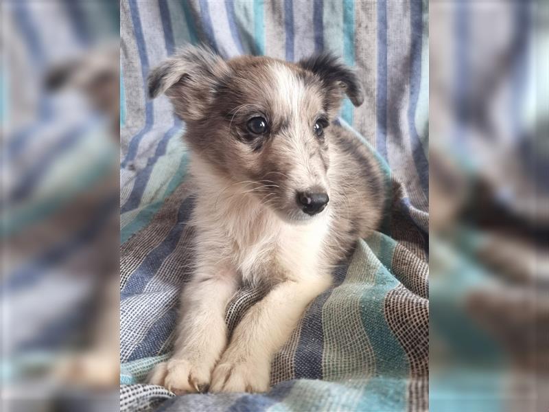 Hübsche ,kinderliebe und verspielte Border Collie x Collie Welpen