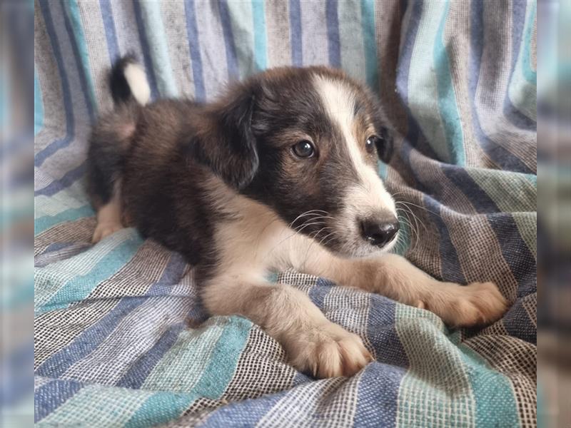 Hübsche ,kinderliebe und verspielte Border Collie x Collie Welpen