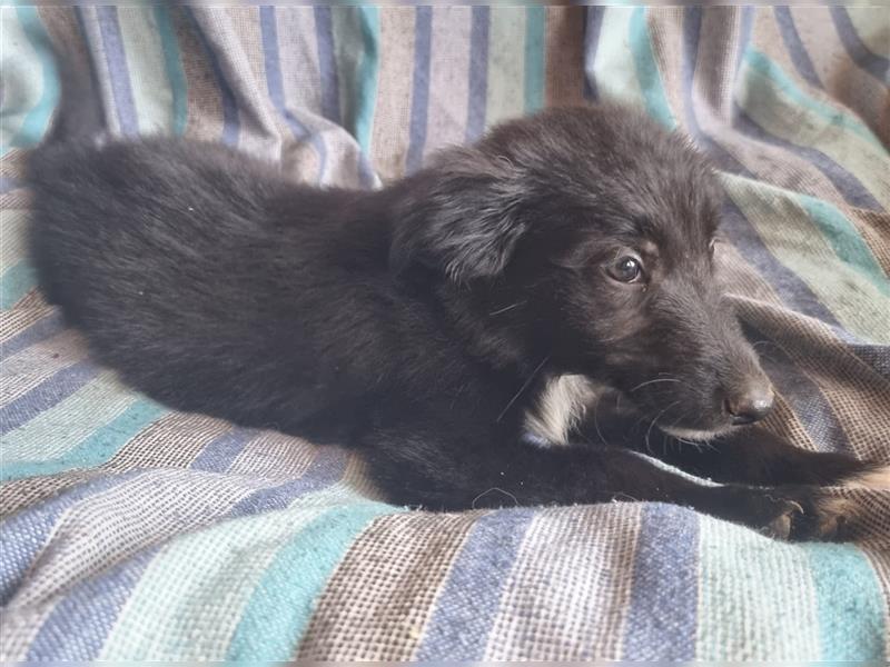 Hübsche ,kinderliebe und verspielte Border Collie x Collie Welpen