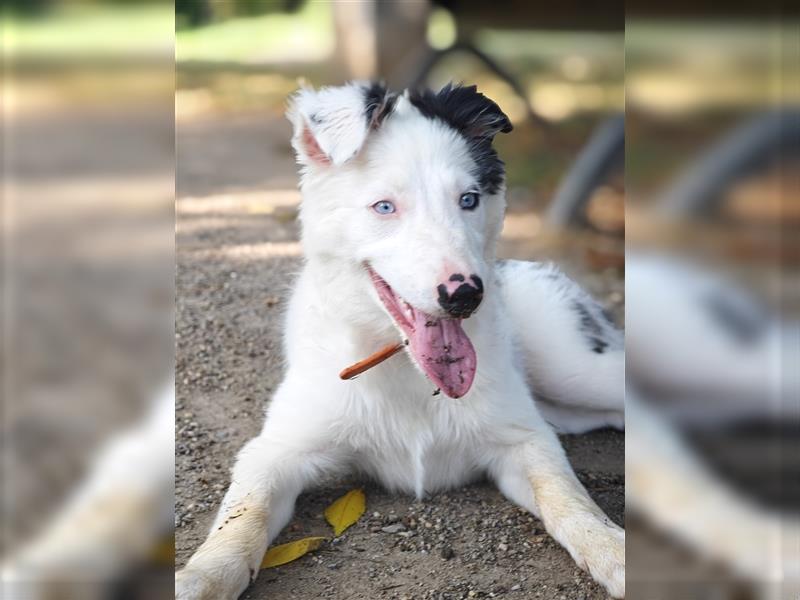 Border Collie Welpe Hündin Mit Hütetrieb