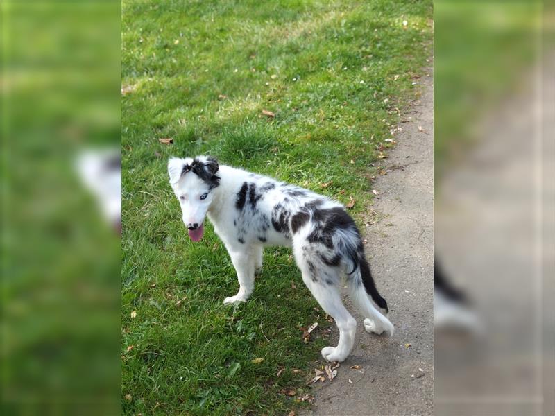 Border Collie Welpe Hündin Mit Hütetrieb