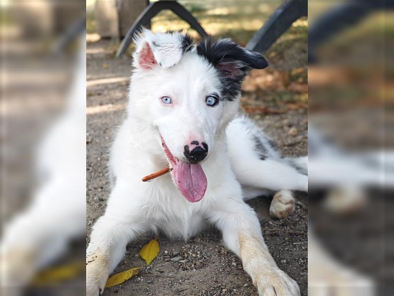 Border Collie Welpe Hündin Mit Hütetrieb