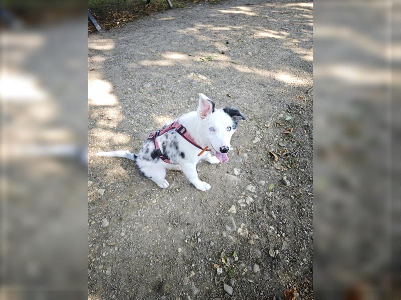 Border Collie Welpe Hündin Mit Hütetrieb