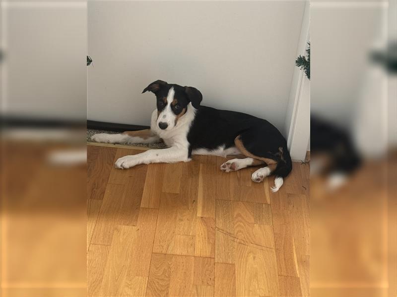 Border Collie Welpe Hündin 4,5 Monate