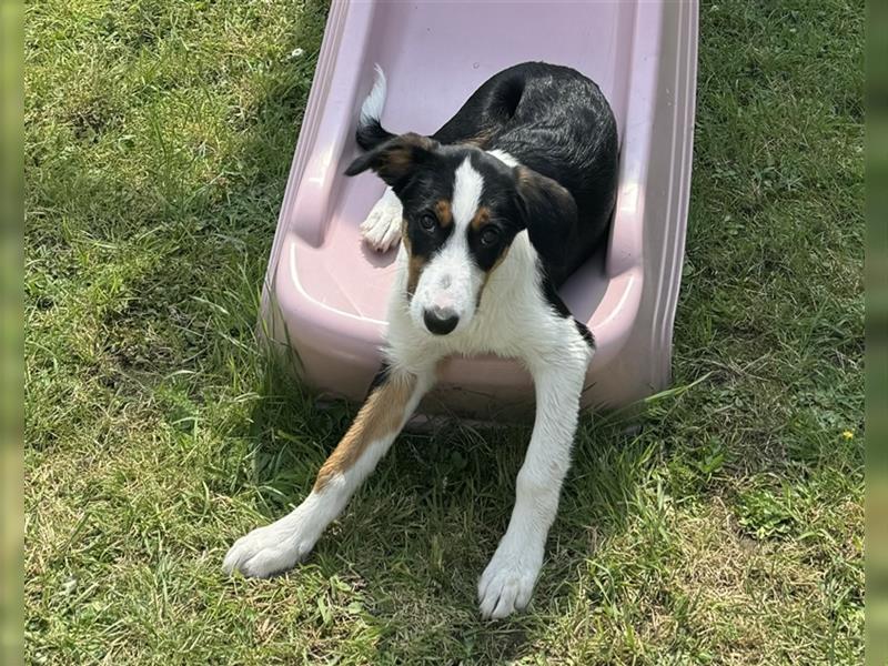 Border Collie Welpe Hündin 4,5 Monate