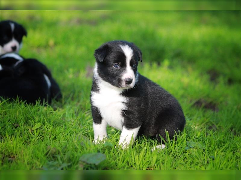 Border Collie Welpe mit Papieren