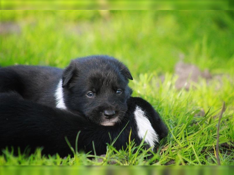 Border Collie Welpe mit Papieren