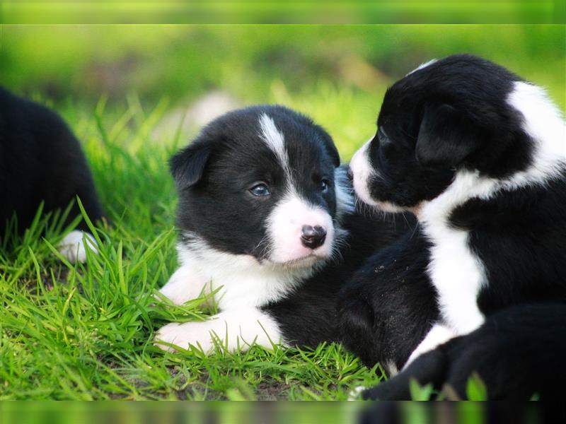 Border Collie Welpe mit Papieren