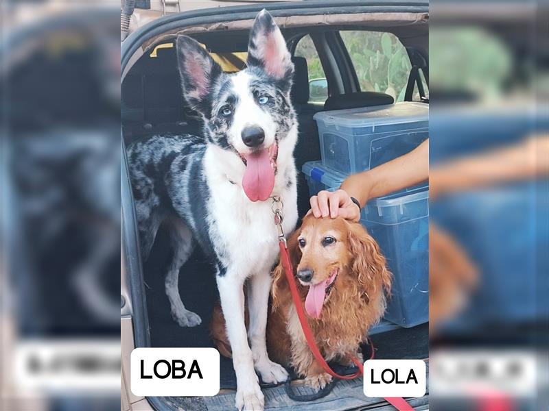 Liebste Loba sucht eine neue Familie