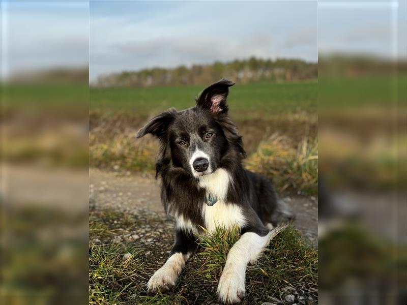 Deckrüde Border Collie