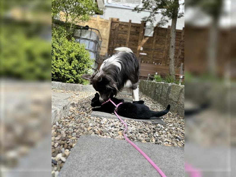 Deckrüde Border Collie