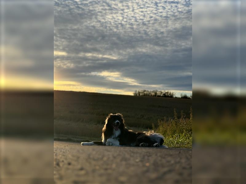 Deckrüde Border Collie