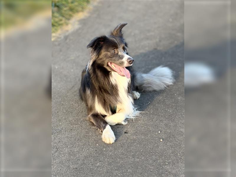 Deckrüde Border Collie