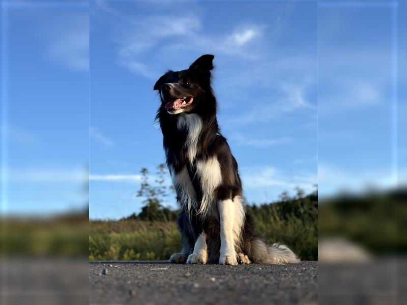 Deckrüde Border Collie