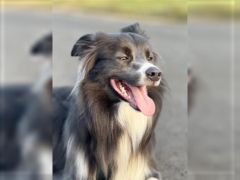 Deckrüde Border Collie