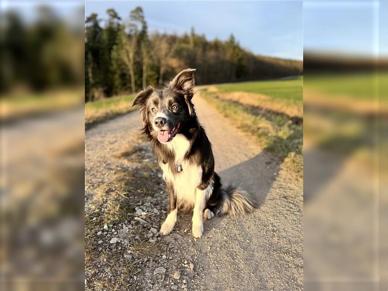 Deckrüde Border Collie