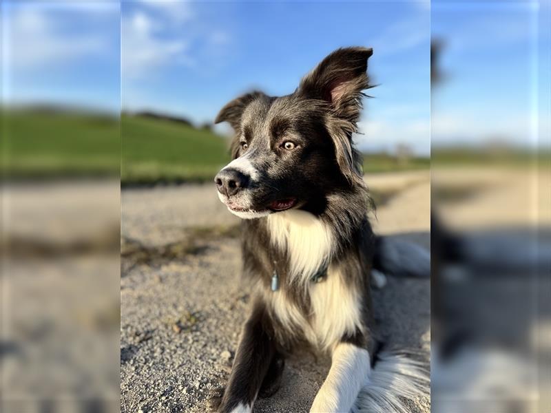 Deckrüde Border Collie