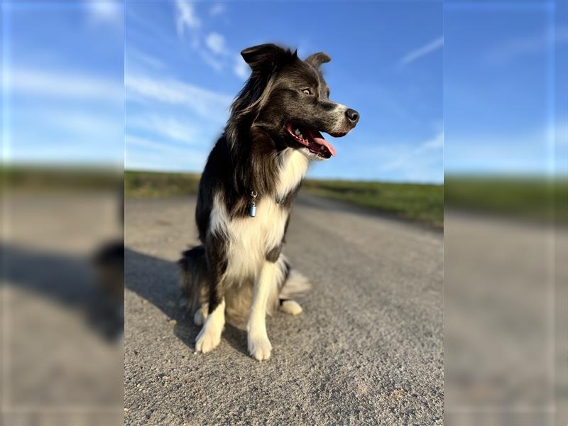 Deckrüde Border Collie