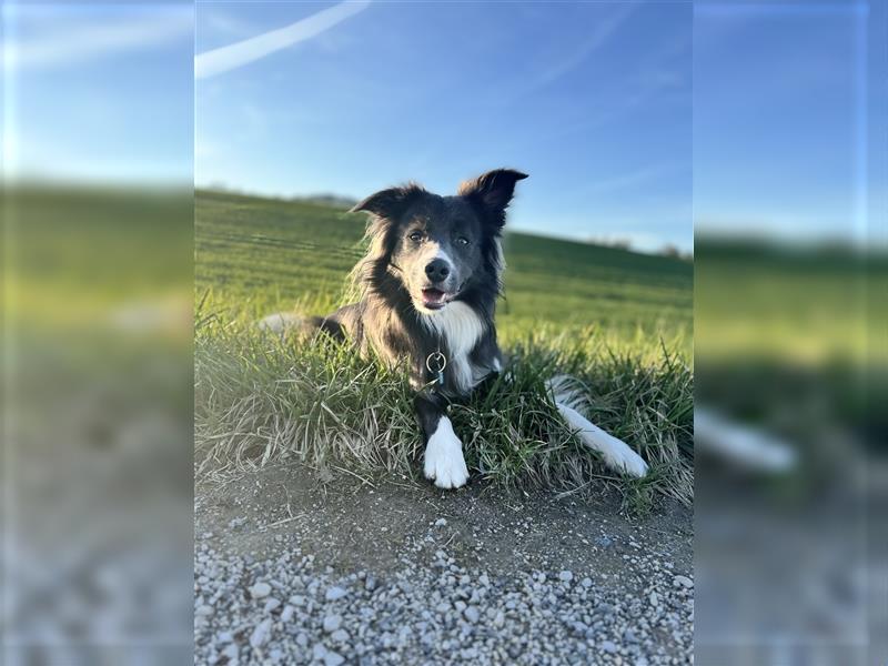 Deckrüde Border Collie