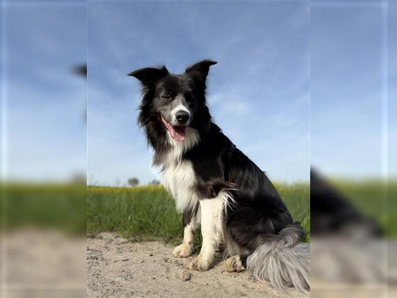 Deckrüde Border Collie