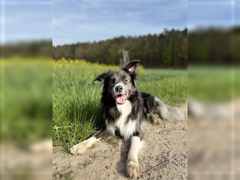 Deckrüde Border Collie