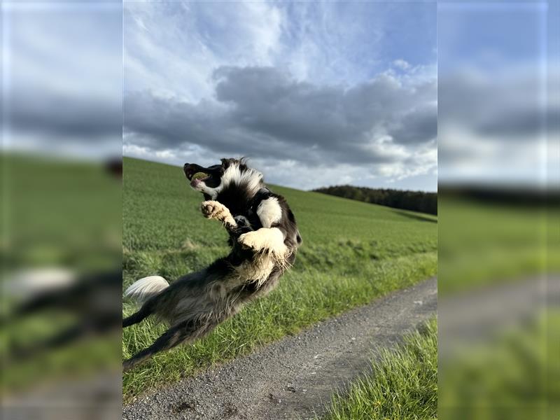 Deckrüde Border Collie