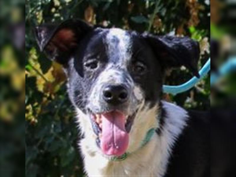 Jackson, Mix Border Collie / Pointer