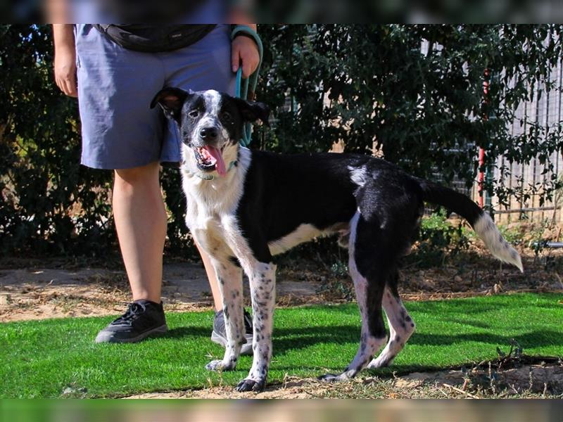 Jackson, Mix Border Collie / Pointer