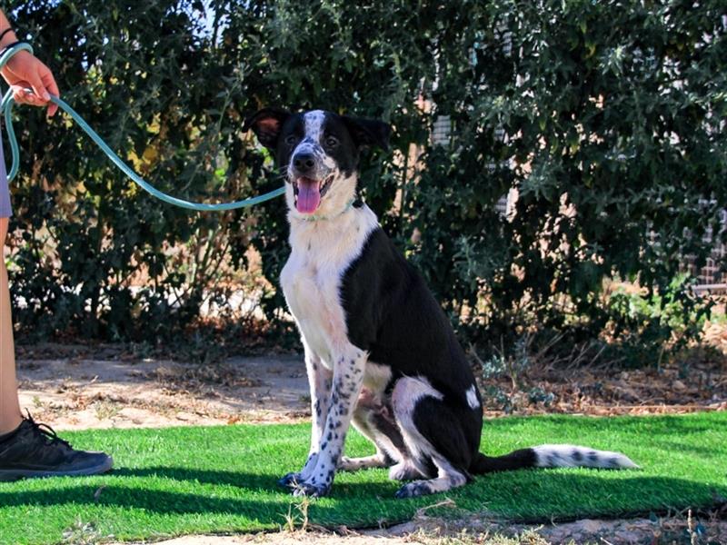 Jackson, Mix Border Collie / Pointer