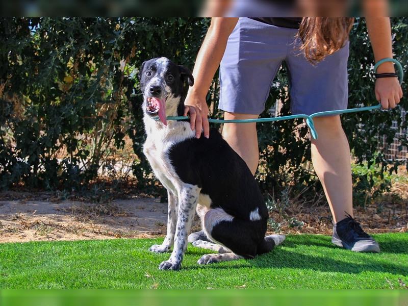 Jackson, Mix Border Collie / Pointer