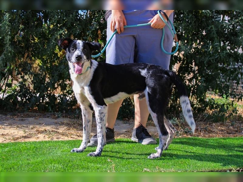 Jackson, Mix Border Collie / Pointer