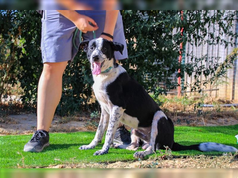 Jackson, Mix Border Collie / Pointer