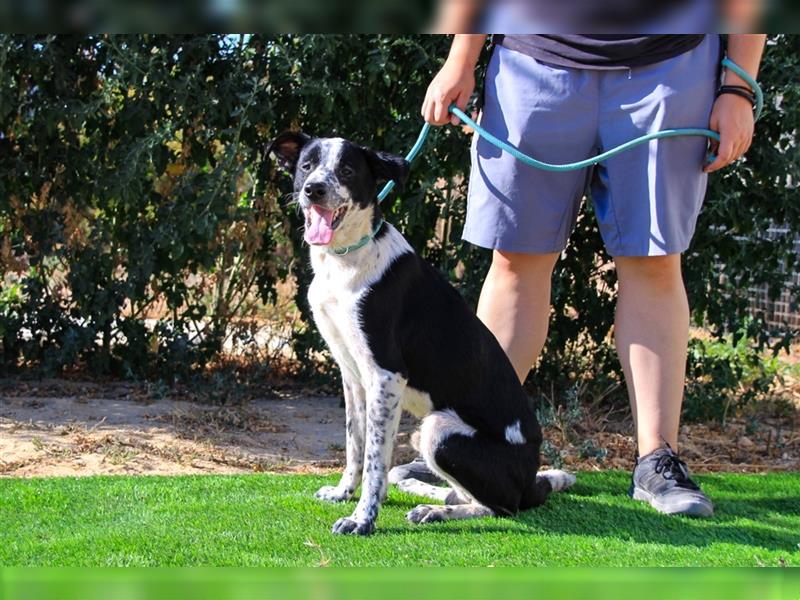 Jackson, Mix Border Collie / Pointer