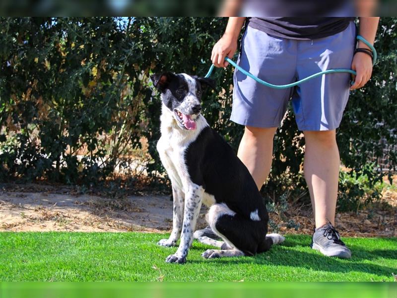 Jackson, Mix Border Collie / Pointer