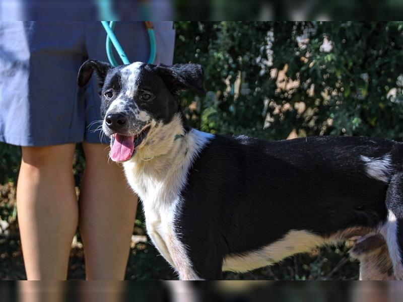 Jackson, Mix Border Collie / Pointer