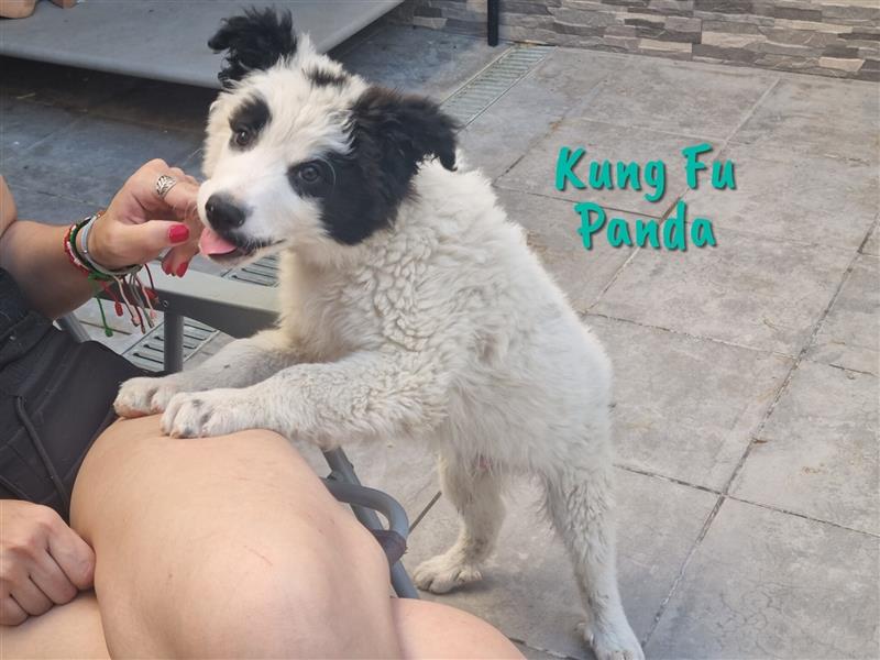 Kung Fu Panda 02/2023 (ESP) - aufgeschlossener und verschmuster, junger Border-Collie Mix!